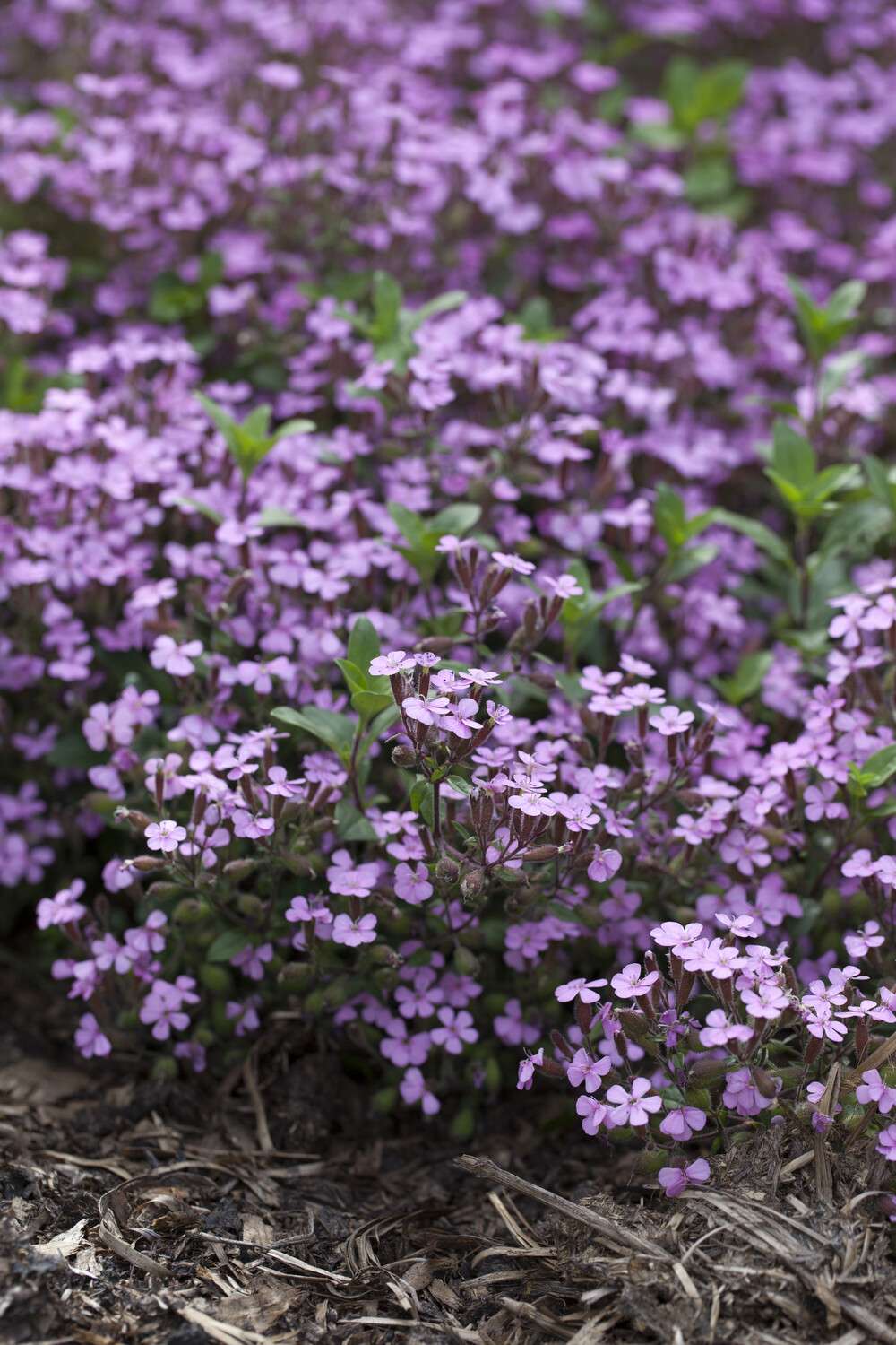 Såpnejlika 'Ocymoides'